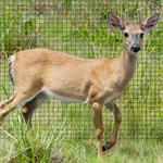 Heavy Duty Deer/Bird Netting - 7.5' x 65', JM Gardens