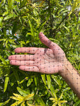 Heavy Duty Deer/Bird Netting - 7.5' x 65', JM Gardens